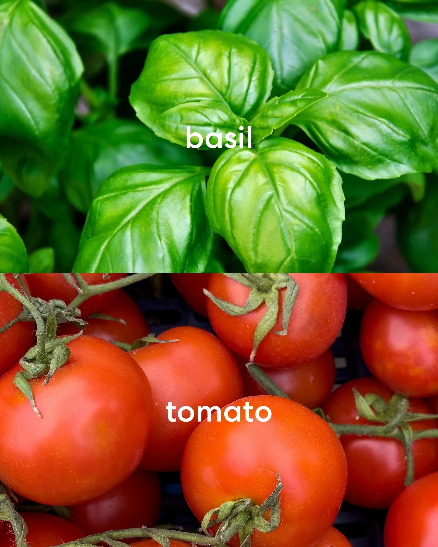 Pizza From A Guy Named Joe